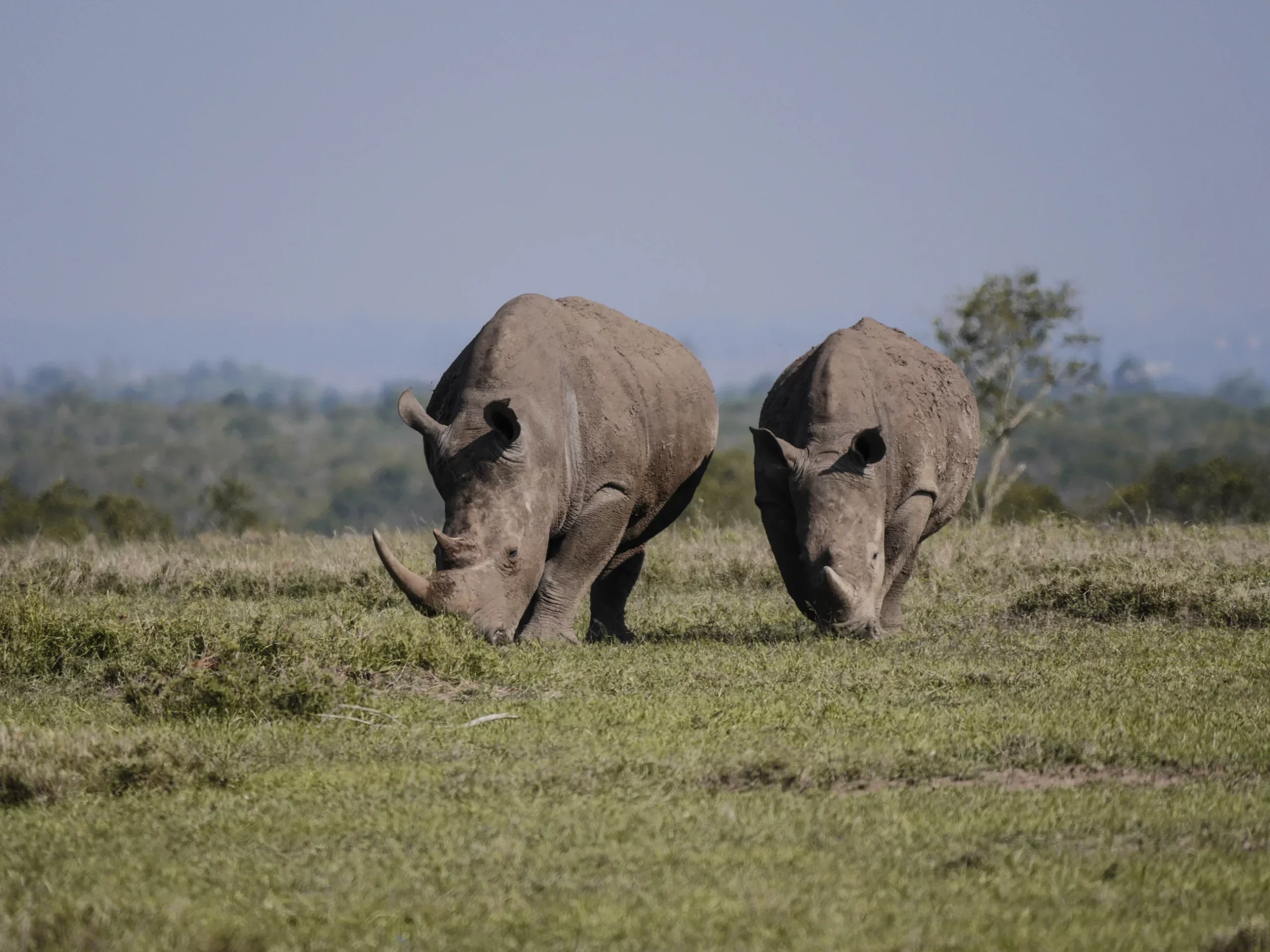 3- Day Ol Pejeta Conservancy Tours