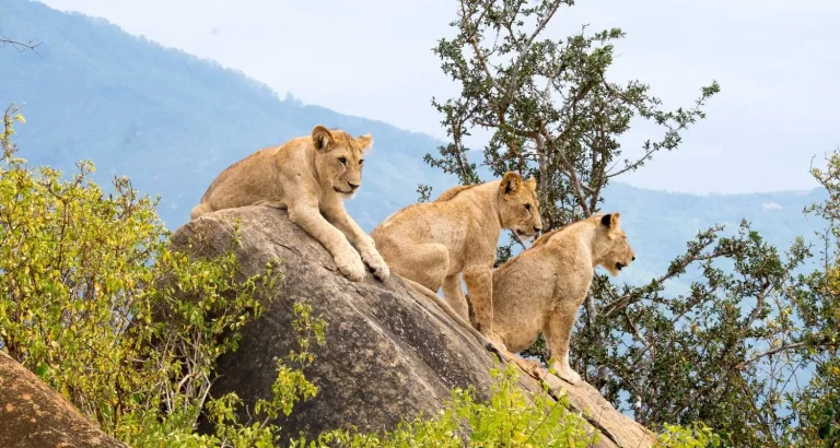 Game drive- three lions on top an observation hill in the mara
