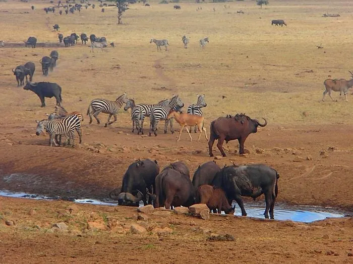 Serengeti safari holidays- buffaloes, zebas, and gazelles in the wild