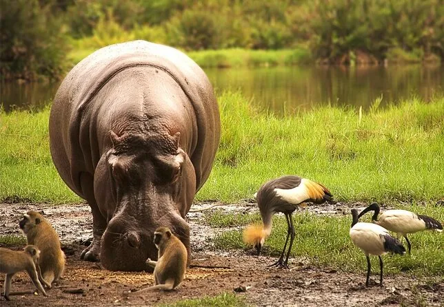 Safari drives- a rhino in the wild