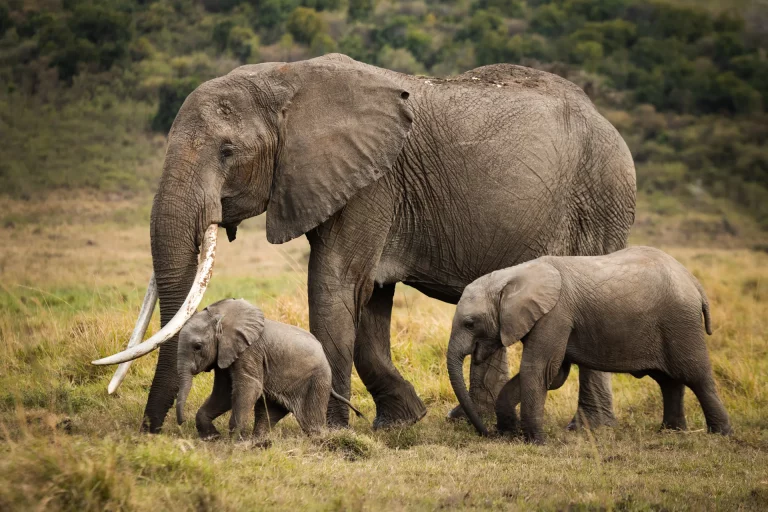 Photo of safari- mama elephant and her two cubs roaming the vast mara landscape