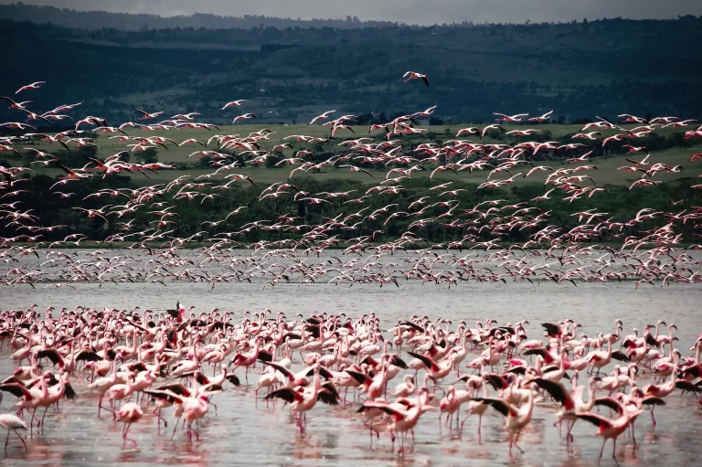 Kenya safari aigust- flamingos in Lake Nakuru