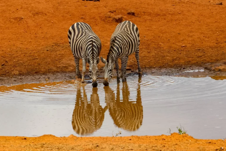South Africa in October-two zebras drinking water from a river