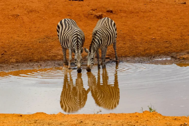 Travel group packages- two zebras drinking water from a river