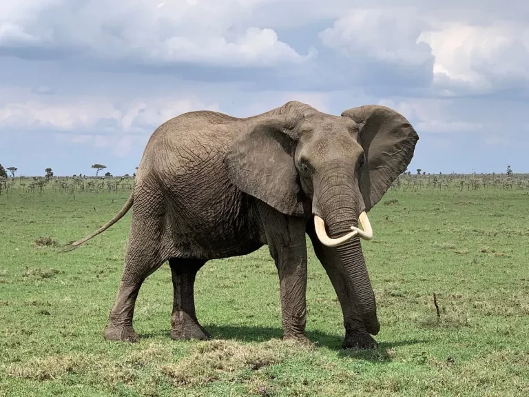 South africa best safari lodges- an elephant in the savannah