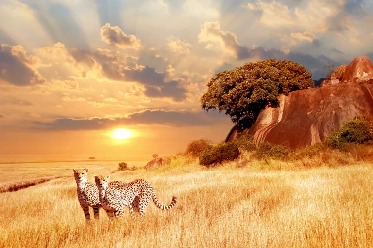 South african safari resorts- a leopard in the grasslans pictured at sunset