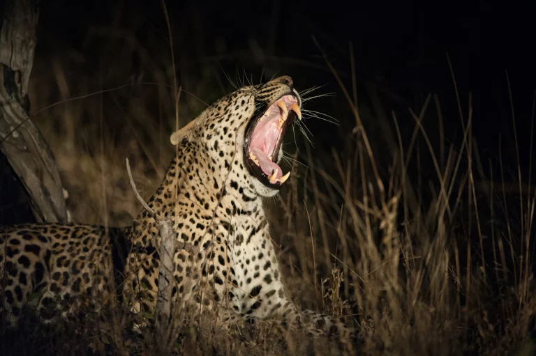 Warm places to go in February- a yawning cheetah photogaphed in the Mara grasslands at night