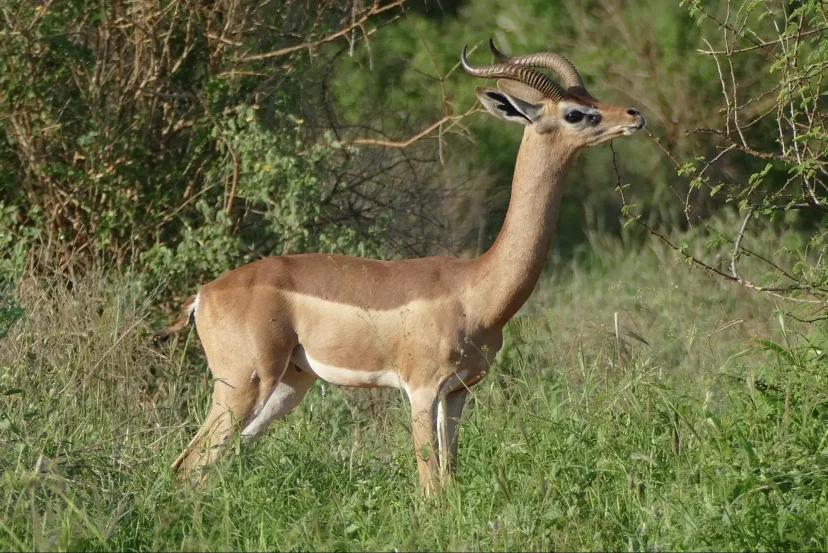 Samburu Special 5 Gerenuk - KenyaLuxurySafari.co.uk