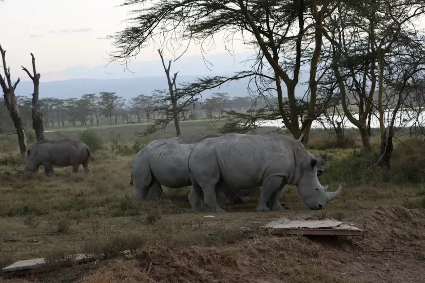 Lake Nakuru Rhinos - KenyaLuxurySafari.co.uk