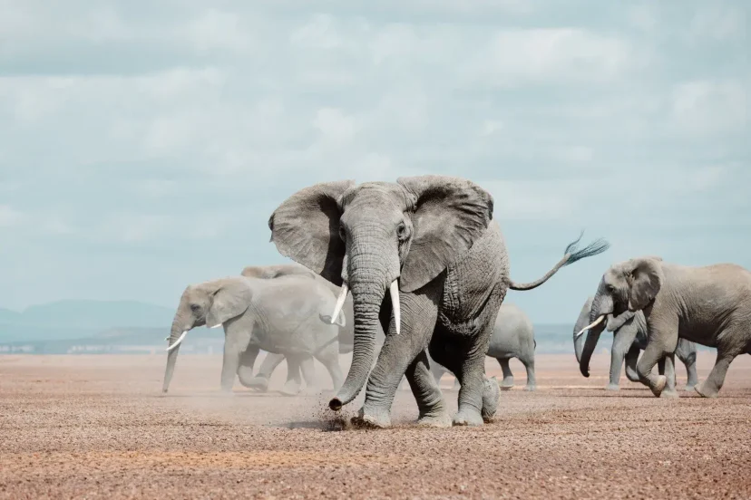 KenyaLuxurySafari.co.uk - Elephants in Amboseli