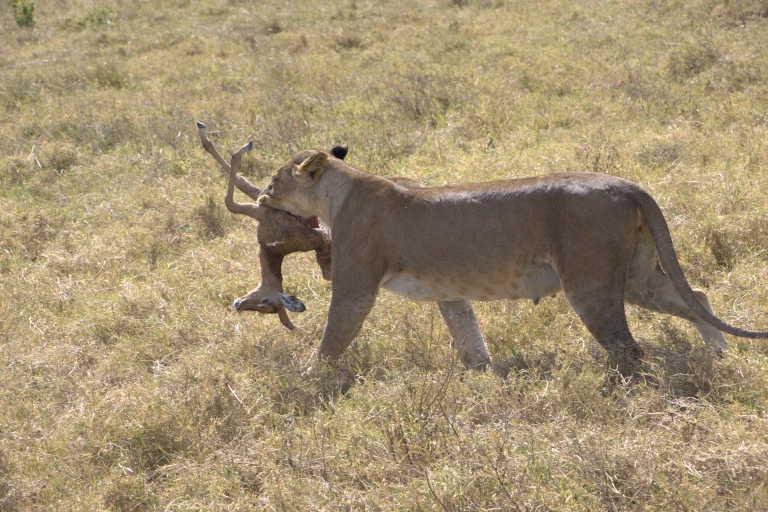 best time for safari- a lion carrying a prey using her mouth in the mara