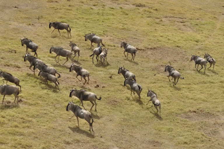 Holiday to south africa all inclusive- wildebeests moving across the mara landscape during the migration