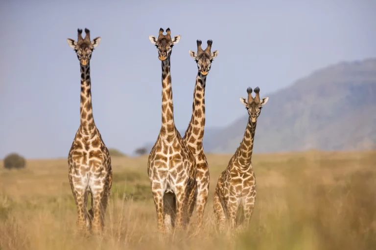 South Africa safari in October-a tour of giraffe photograhed in the savannah