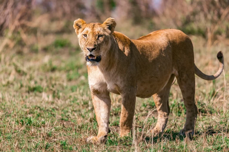 South african safari resorts- a lone lion i the savannah