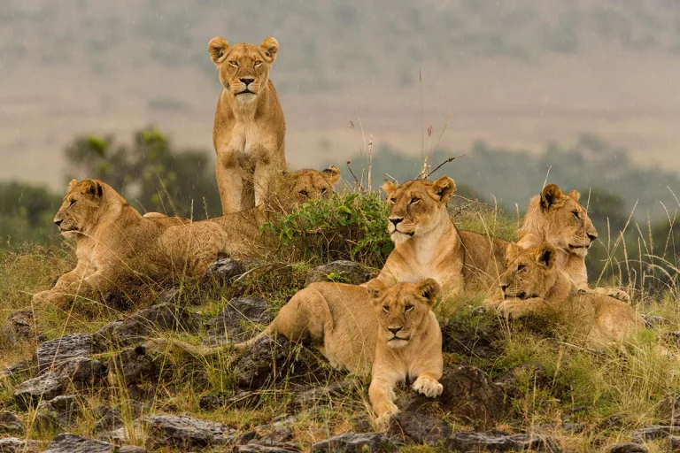 Travel group packages- a pride of lions sun basking on a hill