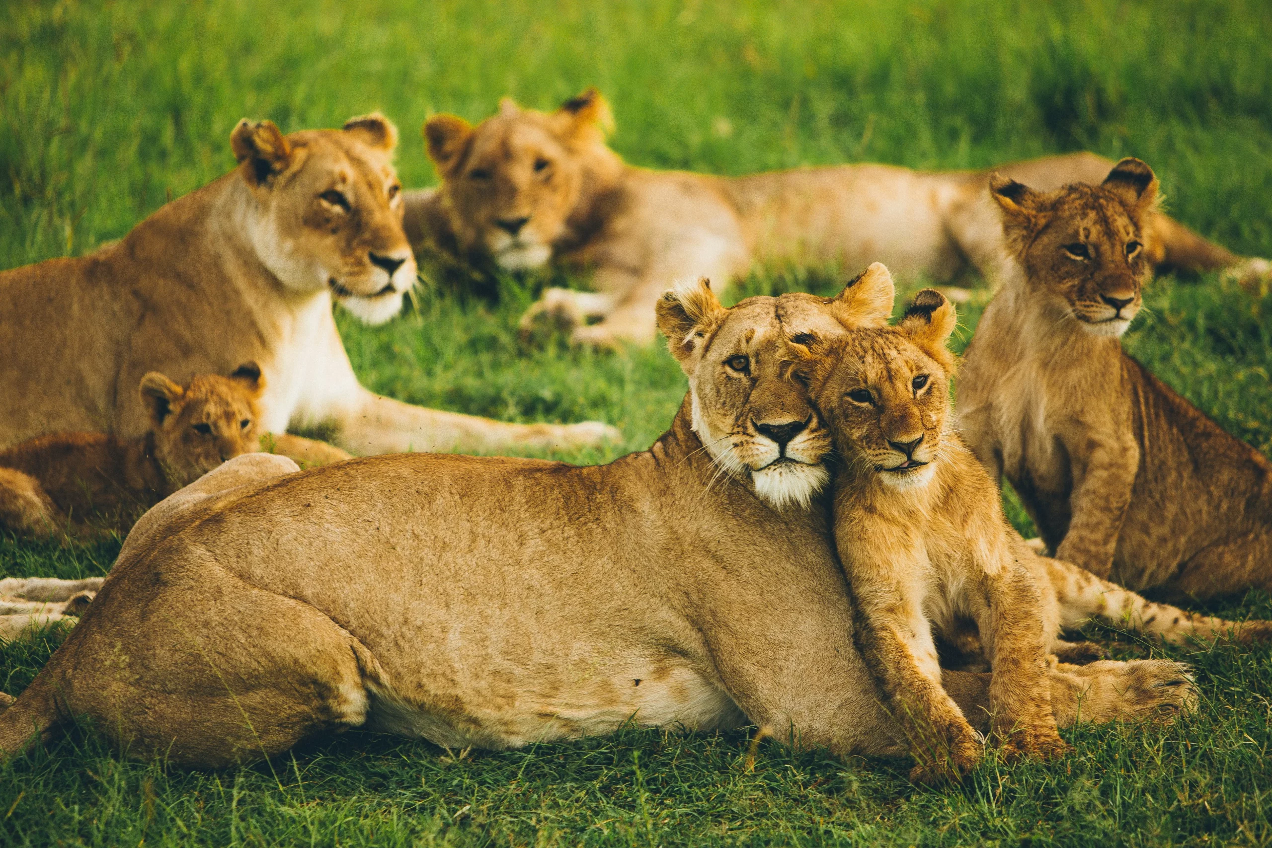 why visit masai mara