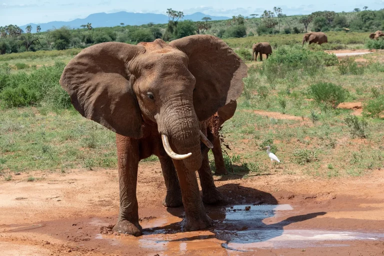 Holidays to south africa- an elephant drinks from a muddy pool of water