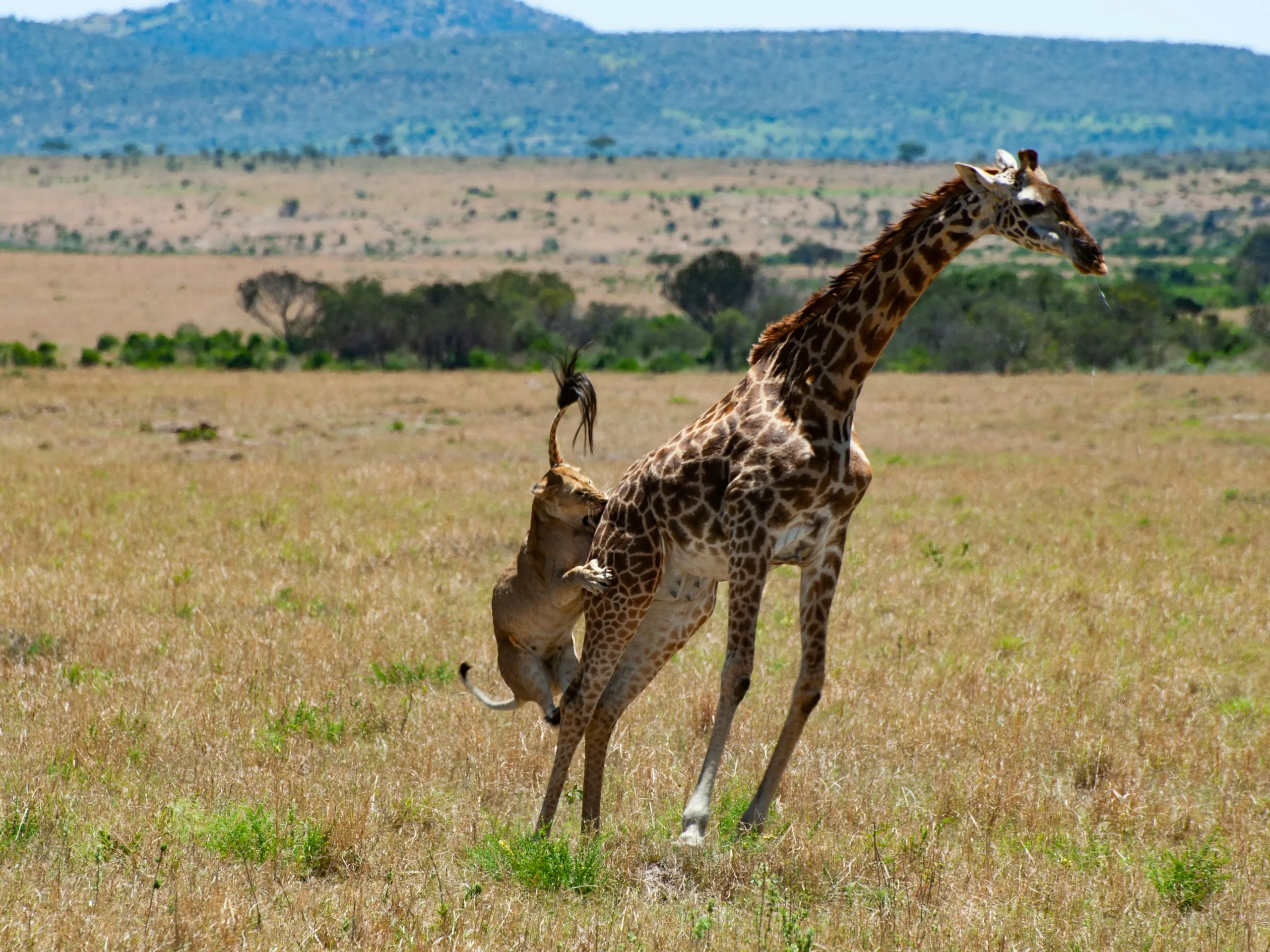 Giraffe pictured in the Mara Triangle Masai Mara