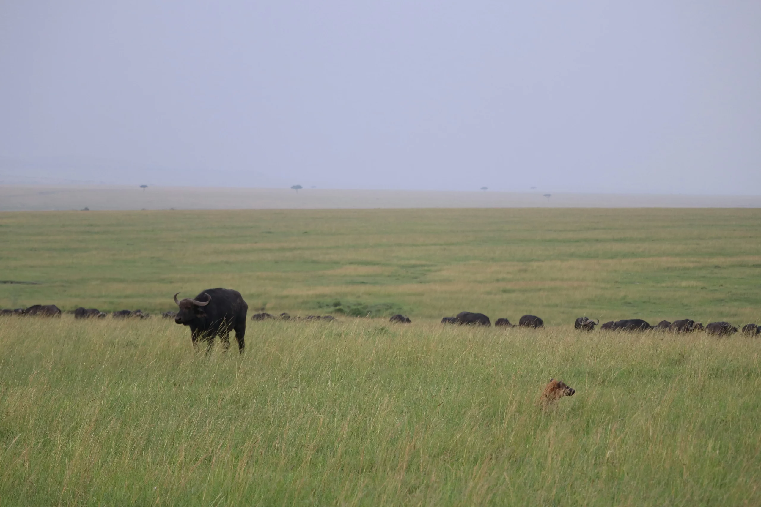 Typical Masai Mara Landscape