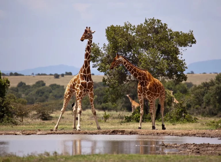 Kenya safari October- two giraffes standing on a river bank