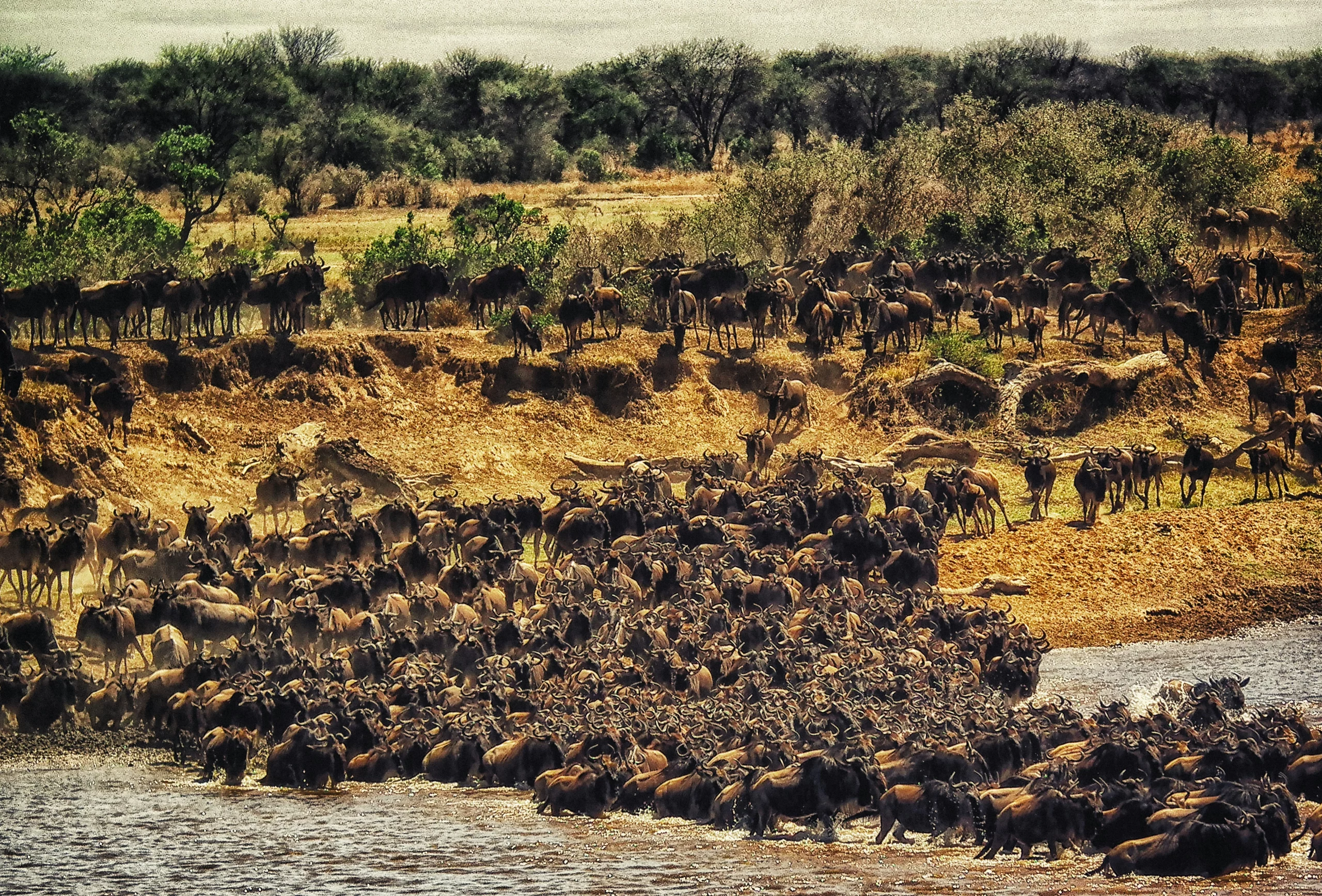 The Annual Migration of Wildebeest Herds from the Serengeti into the Masai Mara