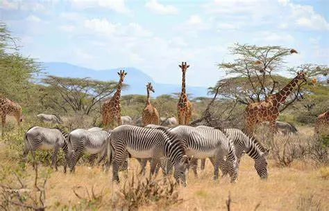 Kenya Family Safari - 5 days Lake Nakuru Masai Mara Tour. Safari and beach holiday in Kenya. Giraffes in Samburu National Reserve in Kenya.