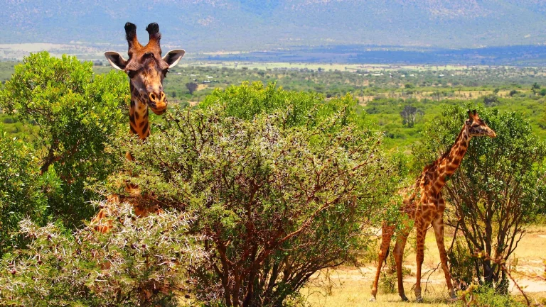 Hot countries in January- two giraffes grazing in the lush mara grasslands