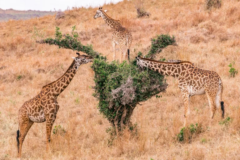 Safari lodges south africa- giraffes in the savannah munching on an acacia tree