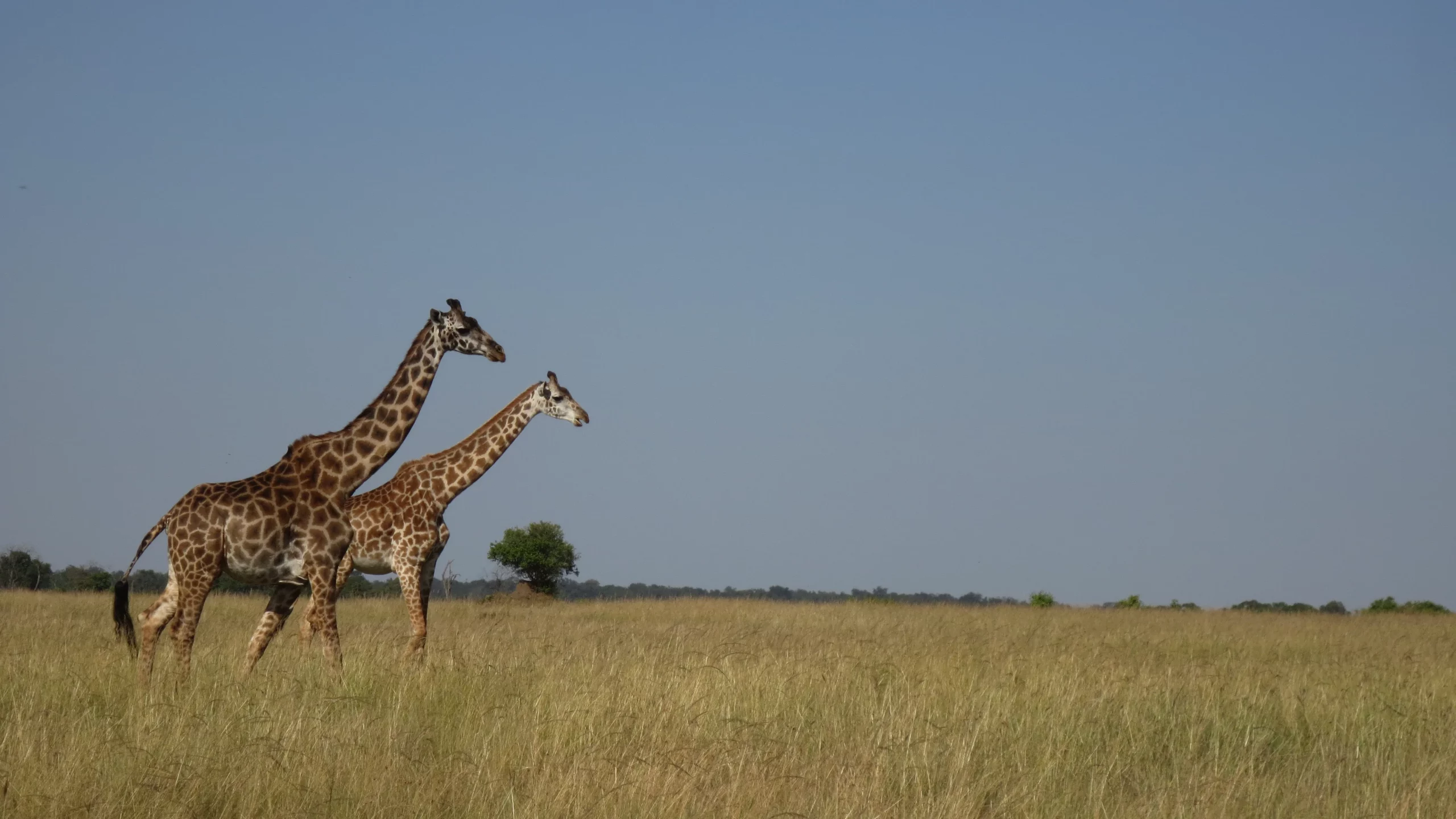 The Plains of Masai Mara National reserve