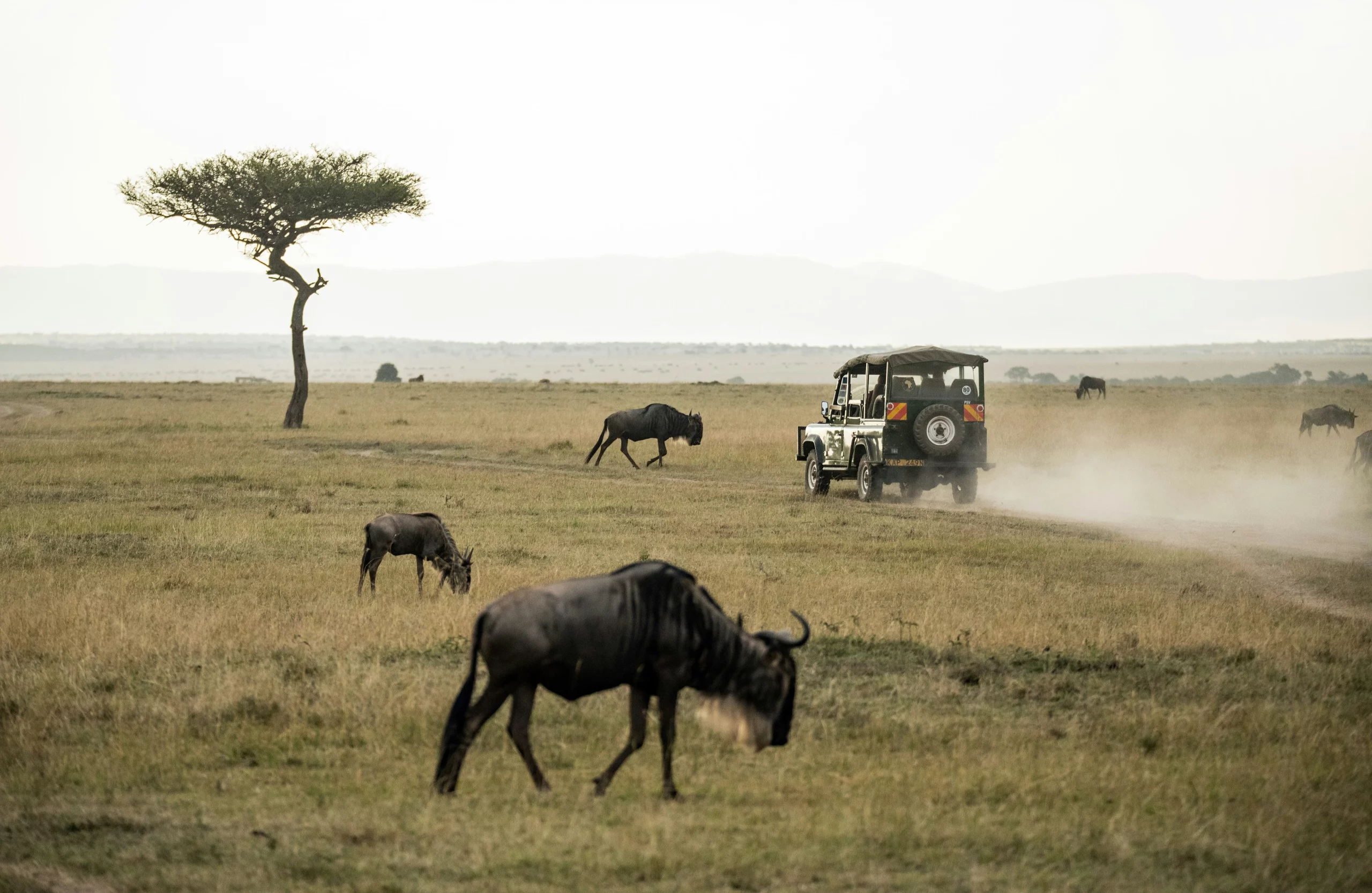 Landscapes in Masai Mara