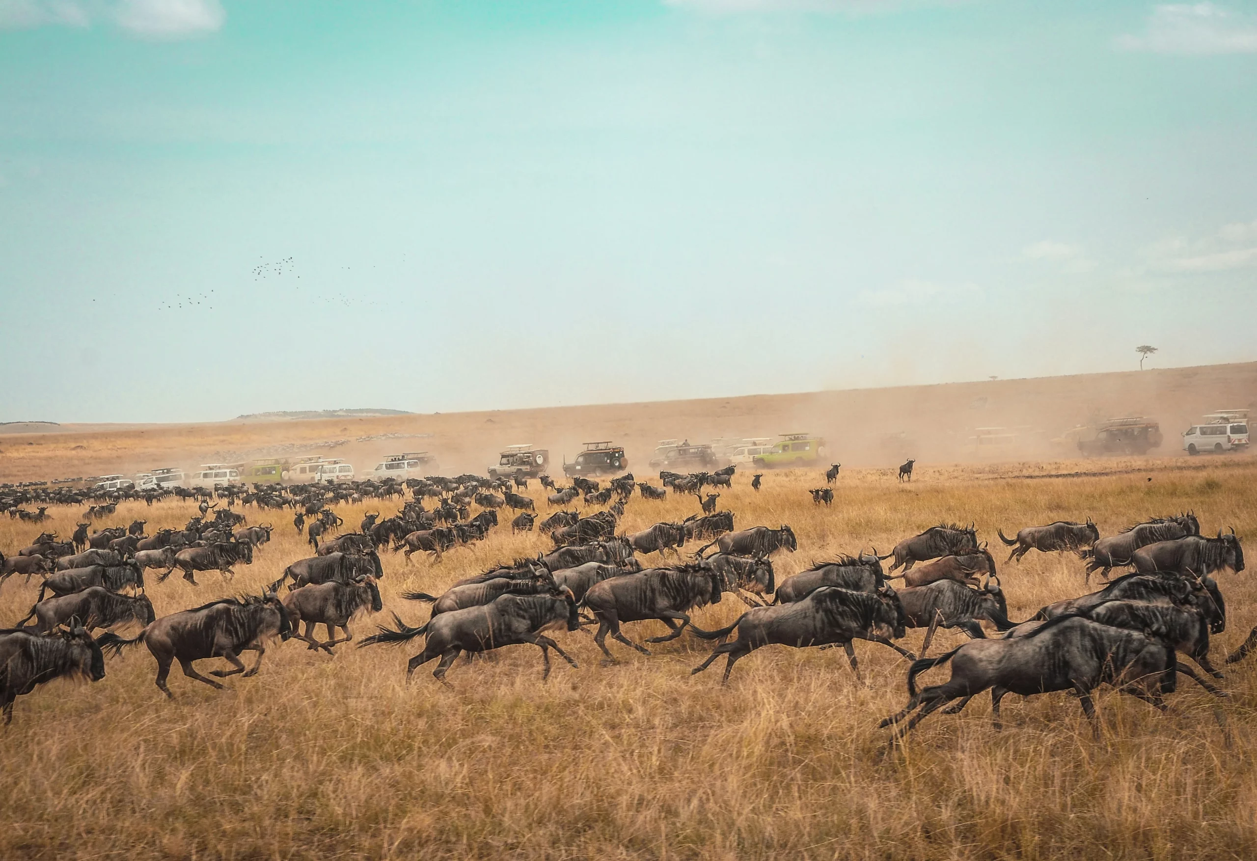 The Great Annual Wildebeest migration