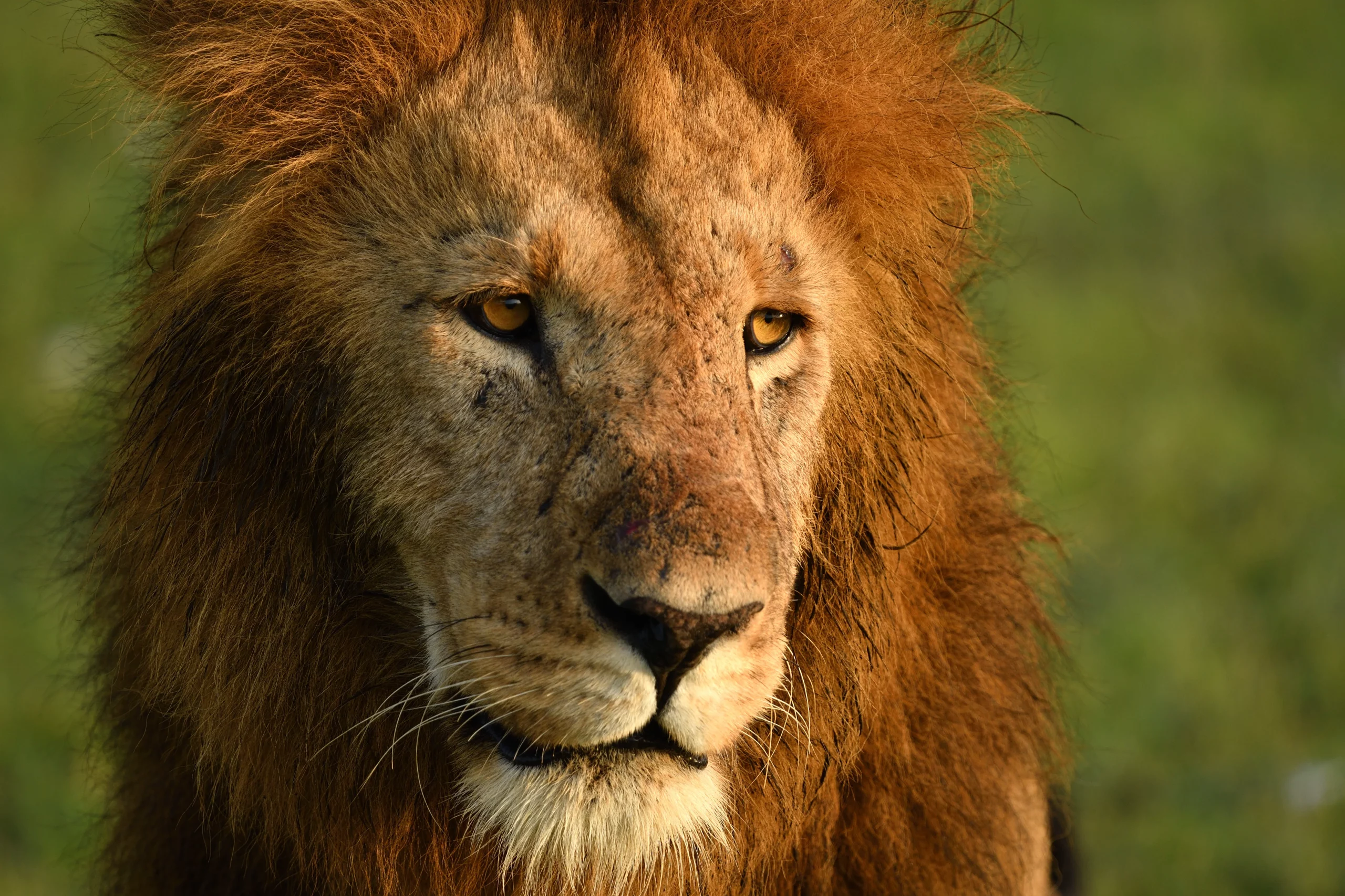 The Mighty Lion in Masai Mara