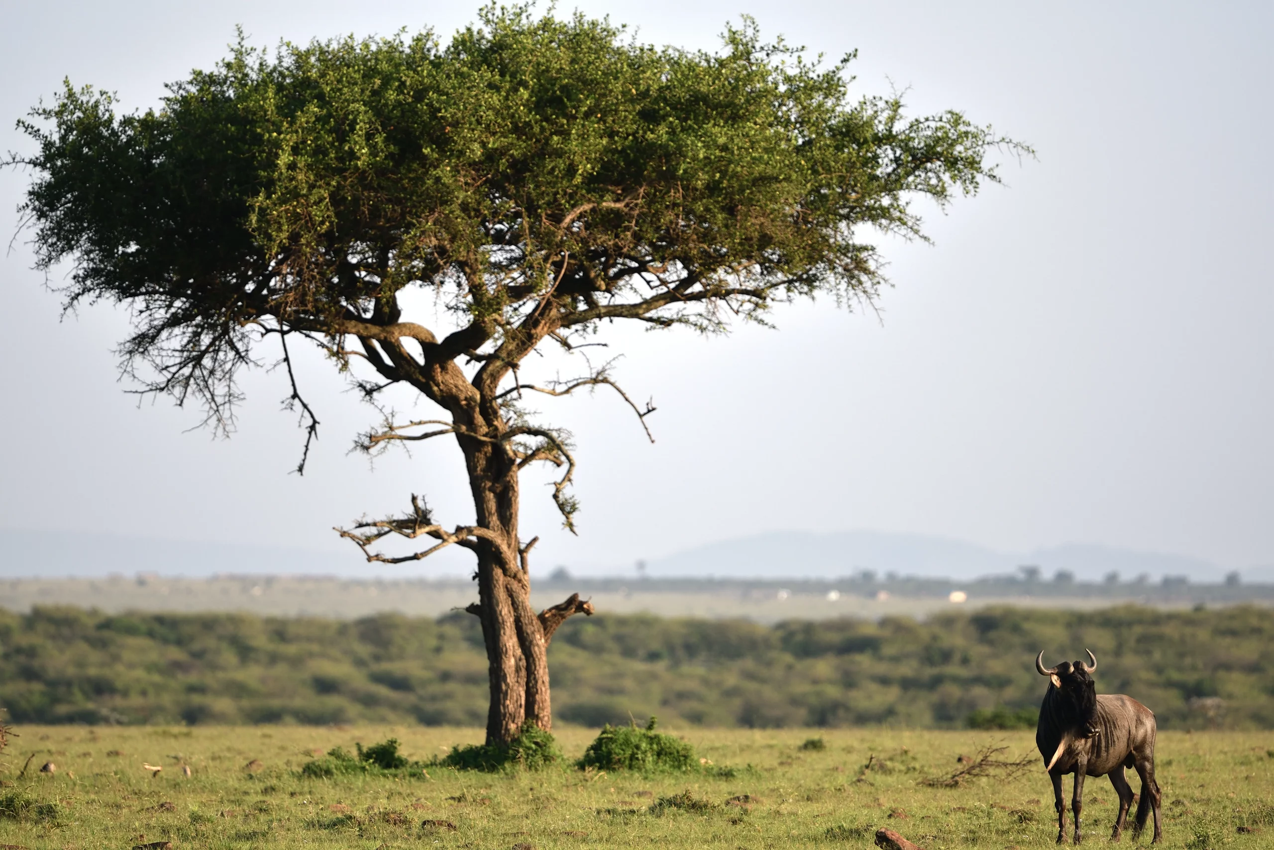 Masai Mara Landscape