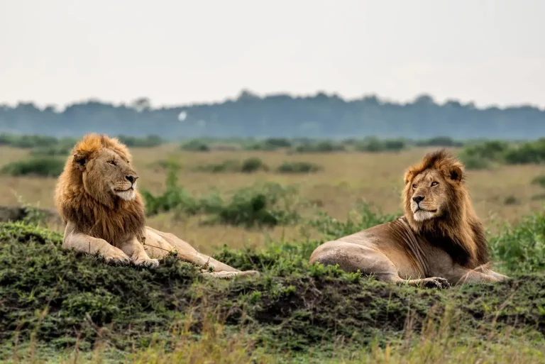 South african safari resorts- two lions basking under the sun in the Mara