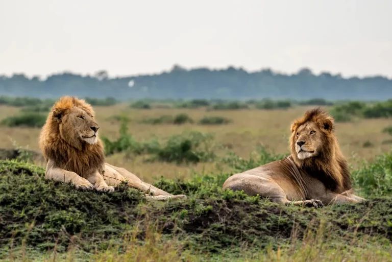 Hottest places in january- two lions sun basking in the mara grasslands