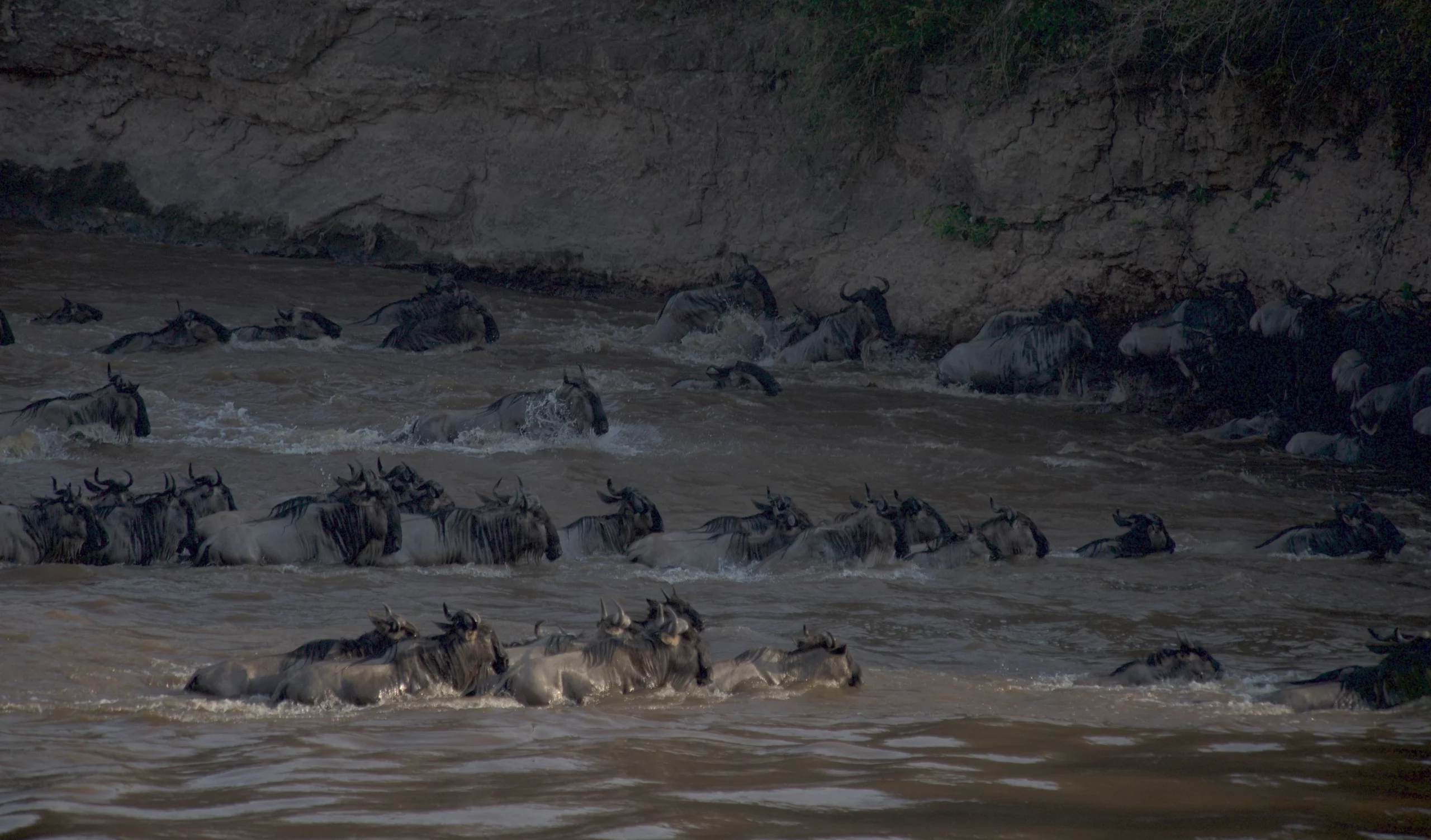 The Wildebeest migration