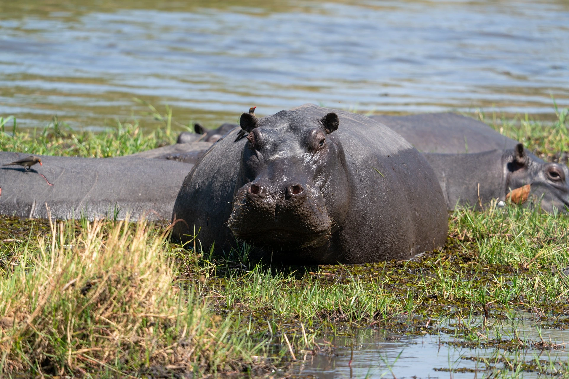 Okavango Delta in Botswana - Hippo in Water