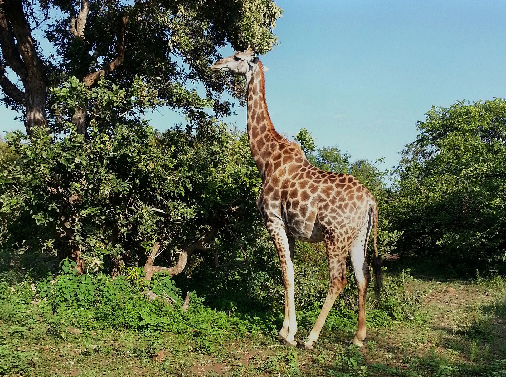 Giraffe in Kruger National Park, South Africa
