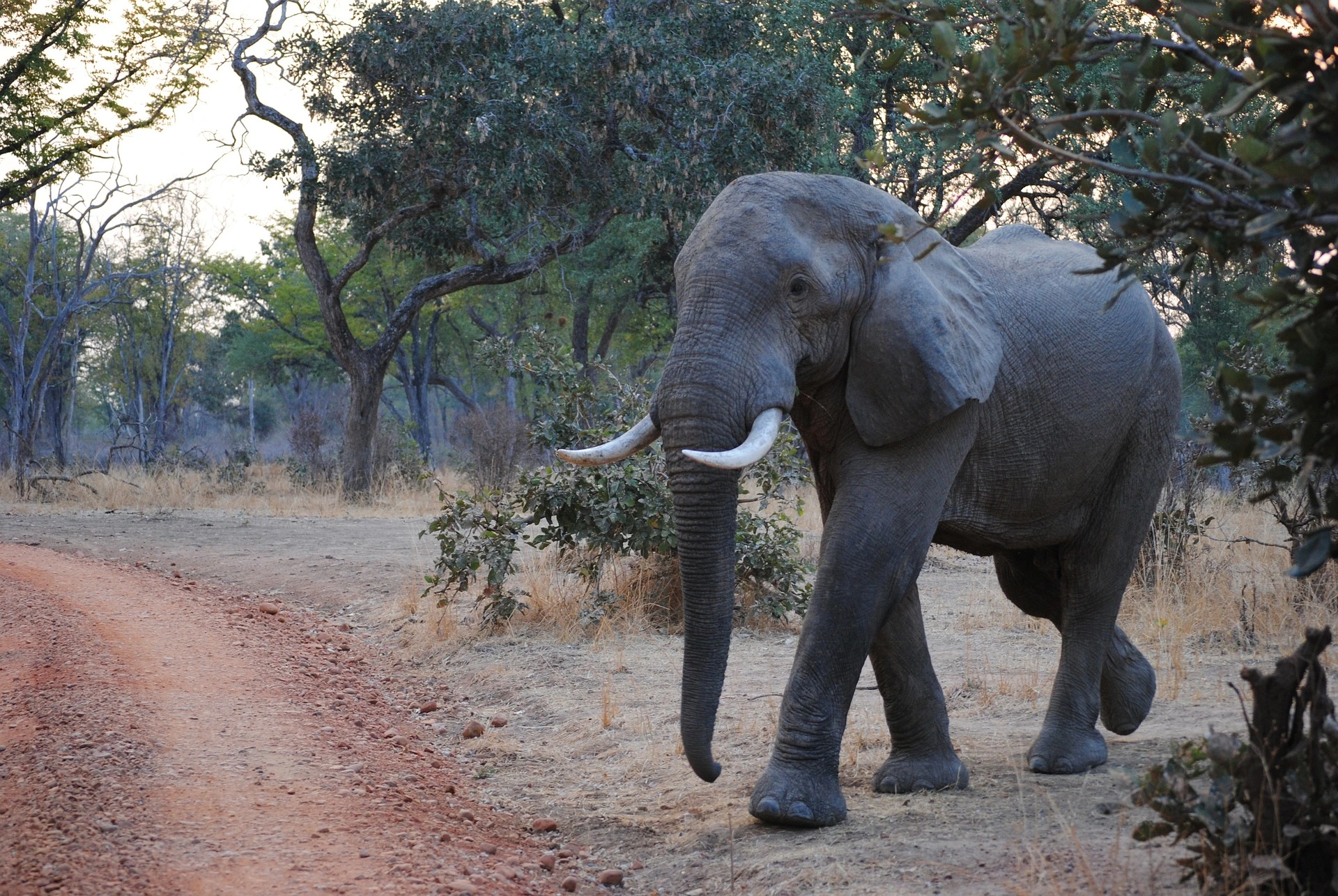African luxury Safari holidays - Elephant in South Luangwa National Park in Zambia
