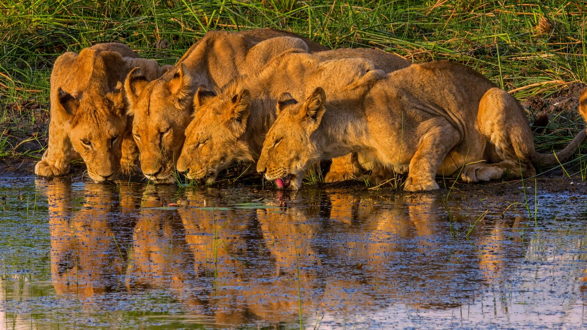 Safari Holiday Africa - Lions drinking water in Okavango Delta, Botswana