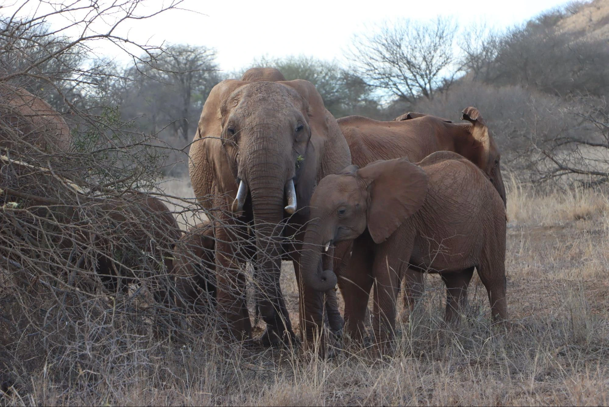 Elephants in Amboseli National Park