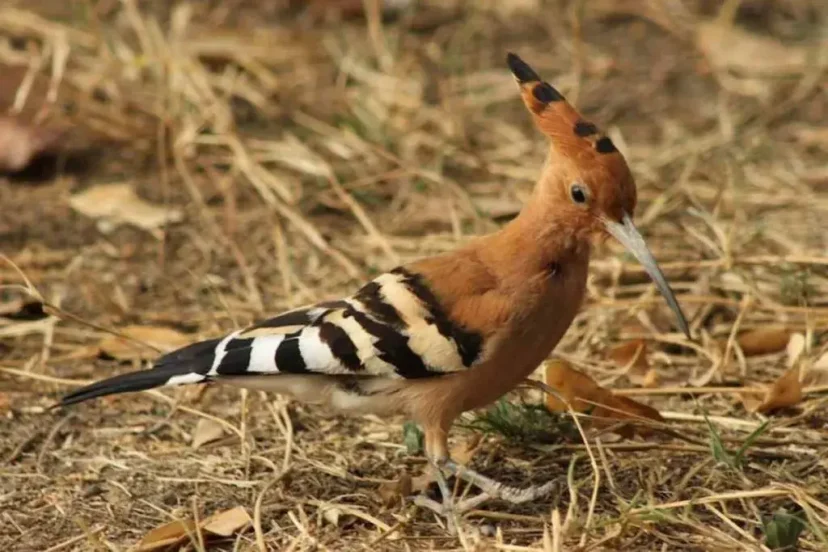 Masai Mara Bird - KenyaLuxurySafari.co.uk