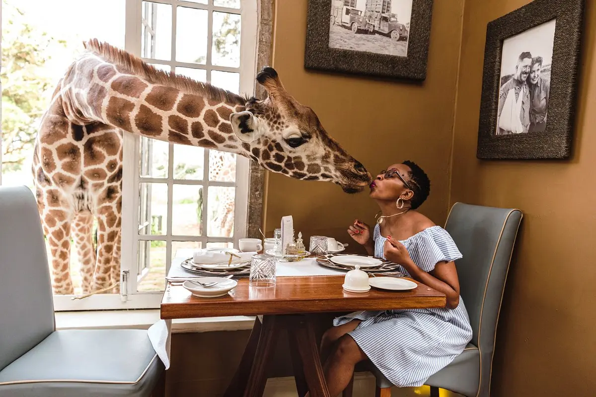 Giraffe Hotel Kenya - Client enjoying breakfast with Giraffes