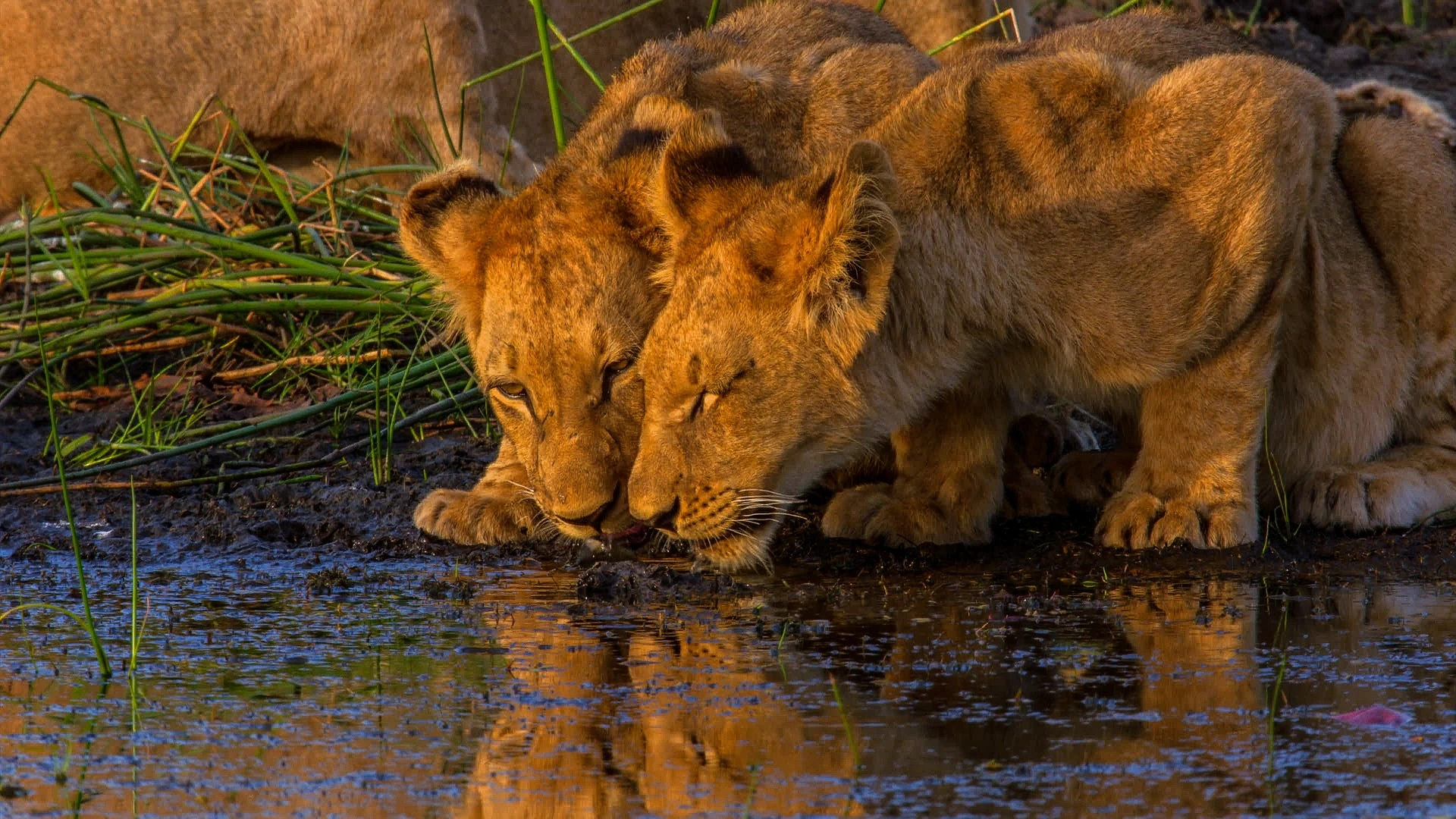 Honeymoon safari packages south africa - Lions taking water in Kruger National Park, south Africa