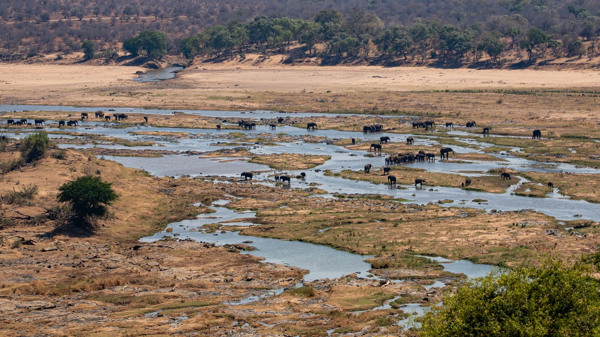 South Africa Safari Honeymoon - elephants in Kruger National Park.