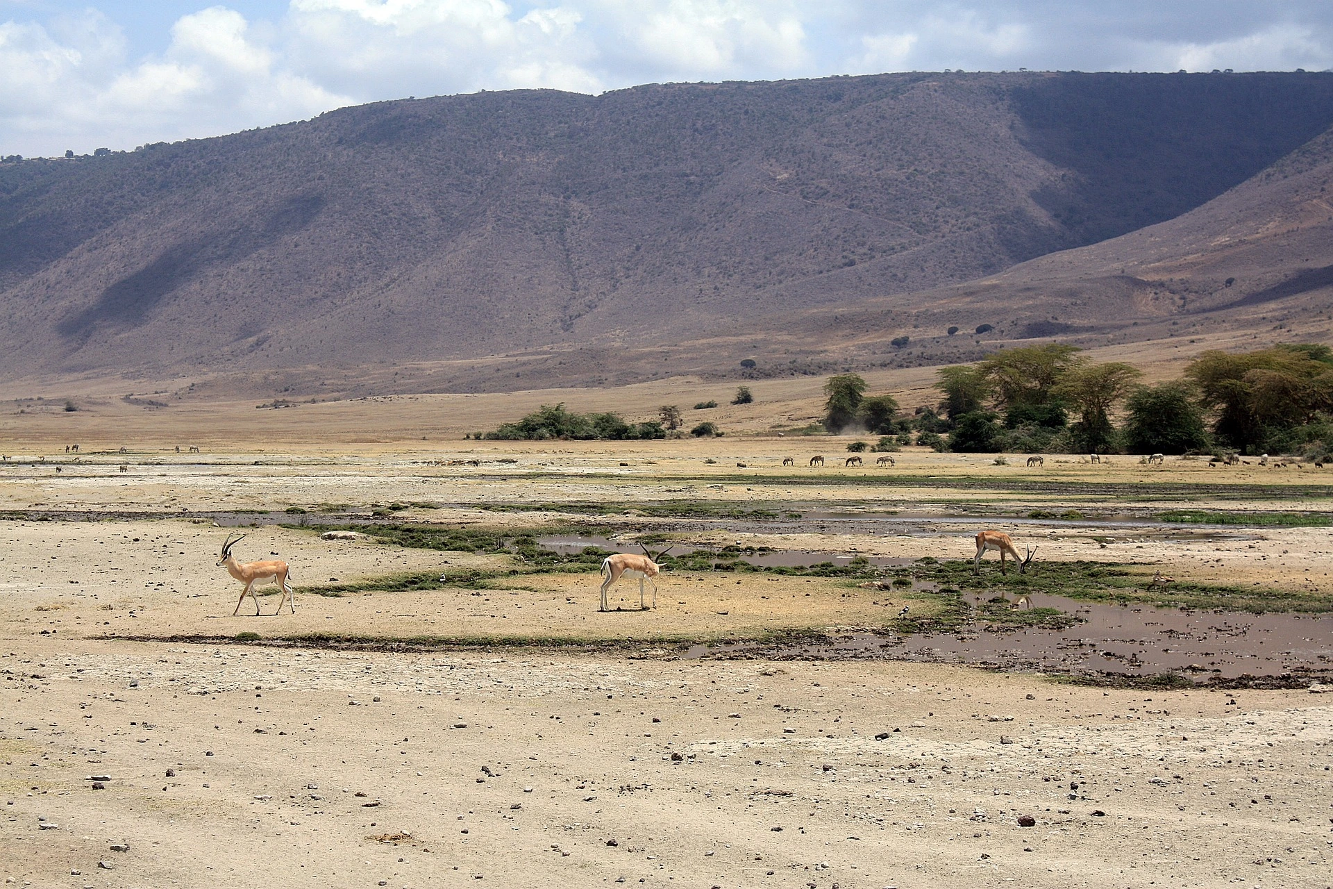 Honeymoon Itineraries - impalas in Ngorongoro Crater, Tanzania