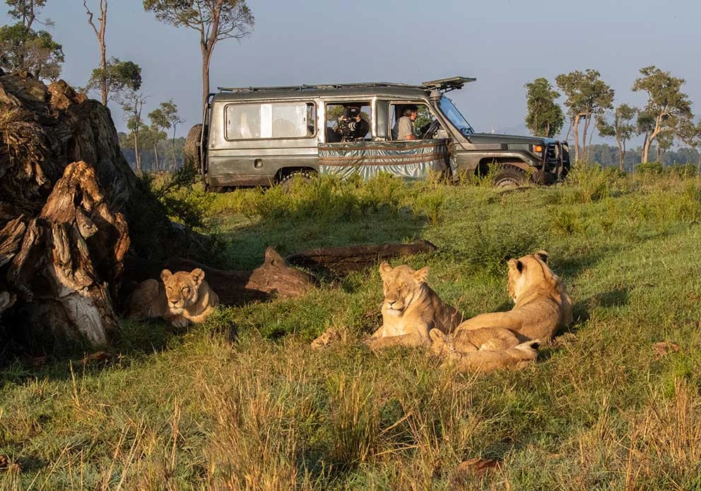 Safari Honeymoon Package - Guests watching a pride of lion in Masai Mara Game Reserve
