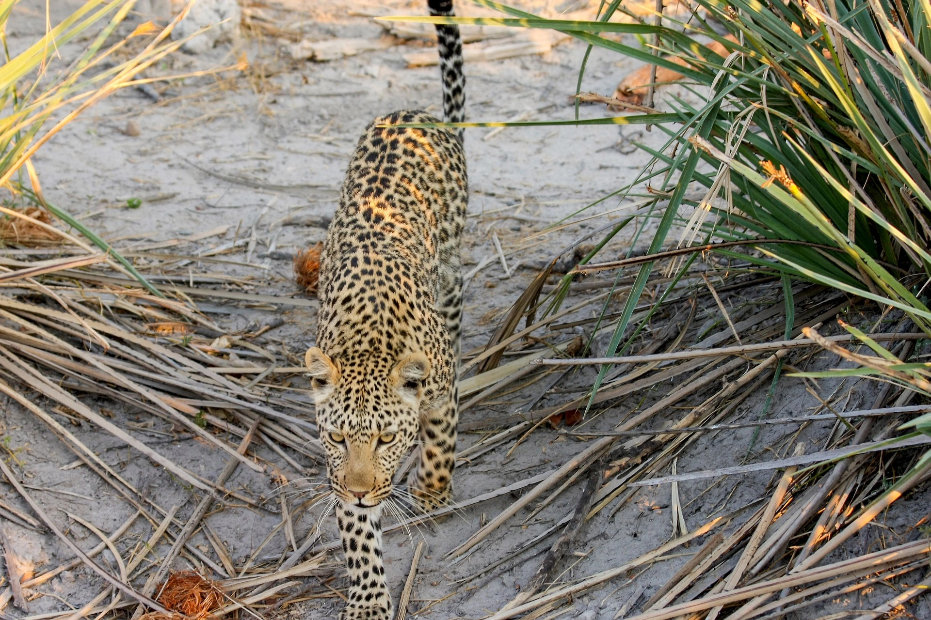 Honeymoon Destinations - Leopard in Okavango Delta in Botswana