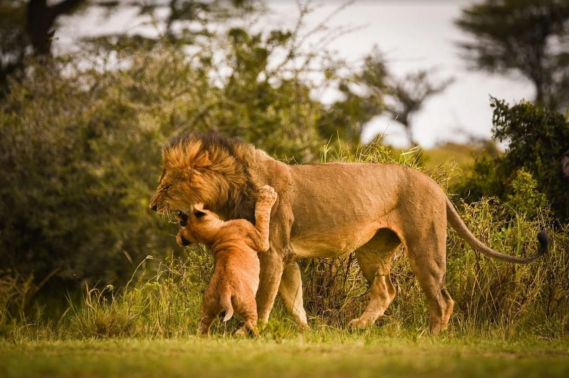 Best Kenya Safaris - Lions in Amboseli National Park
