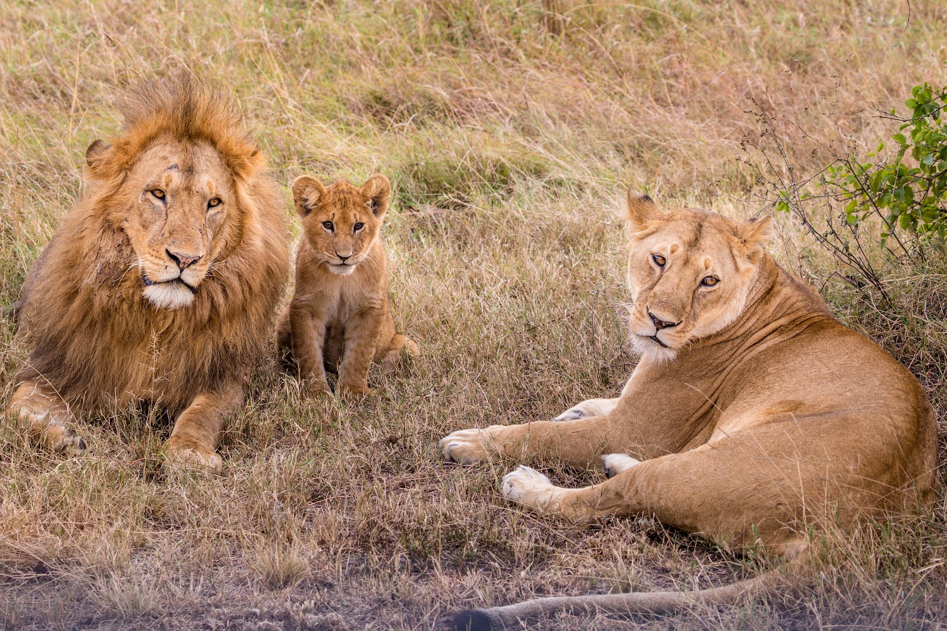 A pride of lions in Samburu Game Reserve - Luxury Kenya safari tours